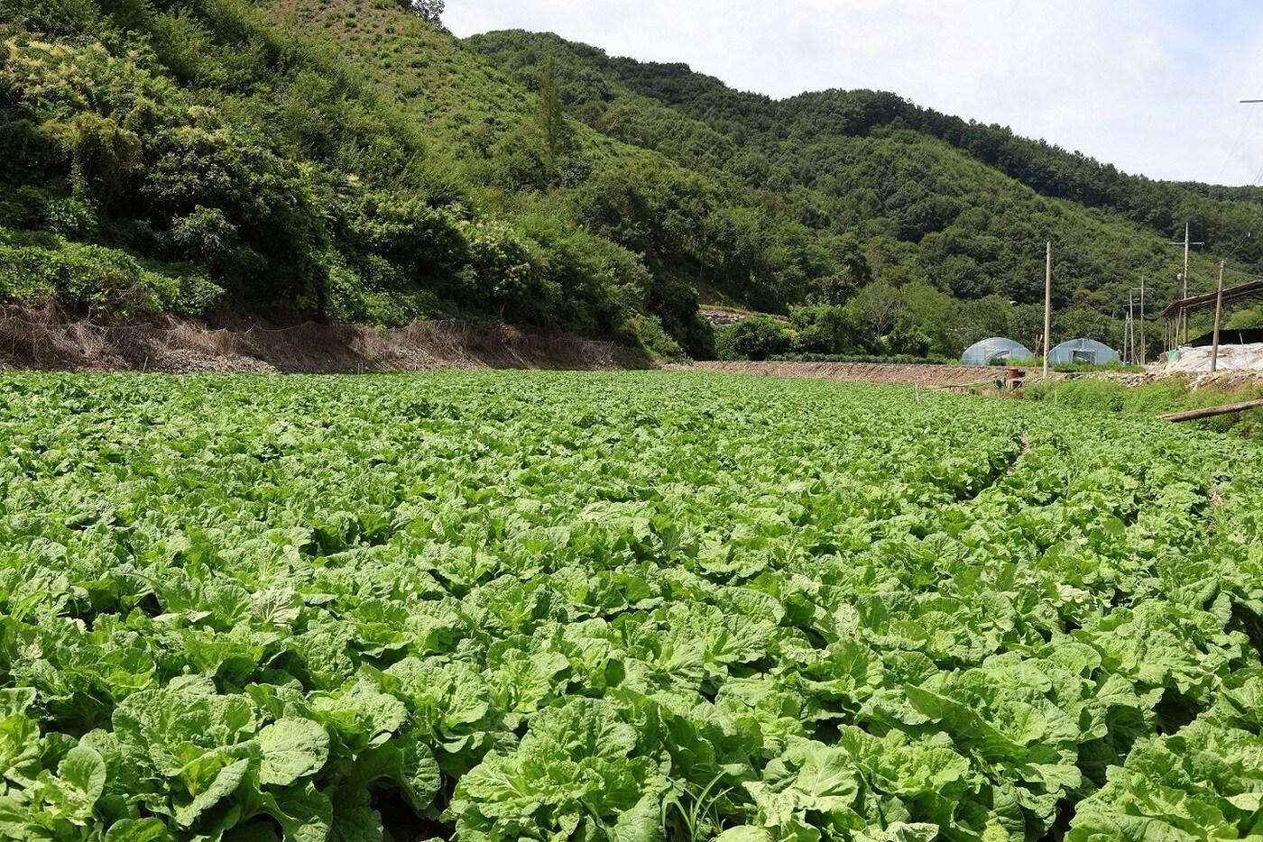 &#40;CJ제일제당 제공&#41;