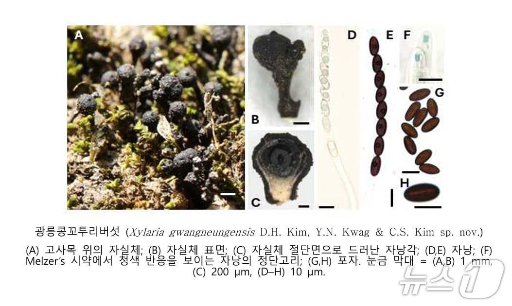 본문 이미지 - 신종 ‘광릉콩꼬투리버섯’ &#40;국립수목원 제공.재판매 및 DB금지&#41;/뉴스1
