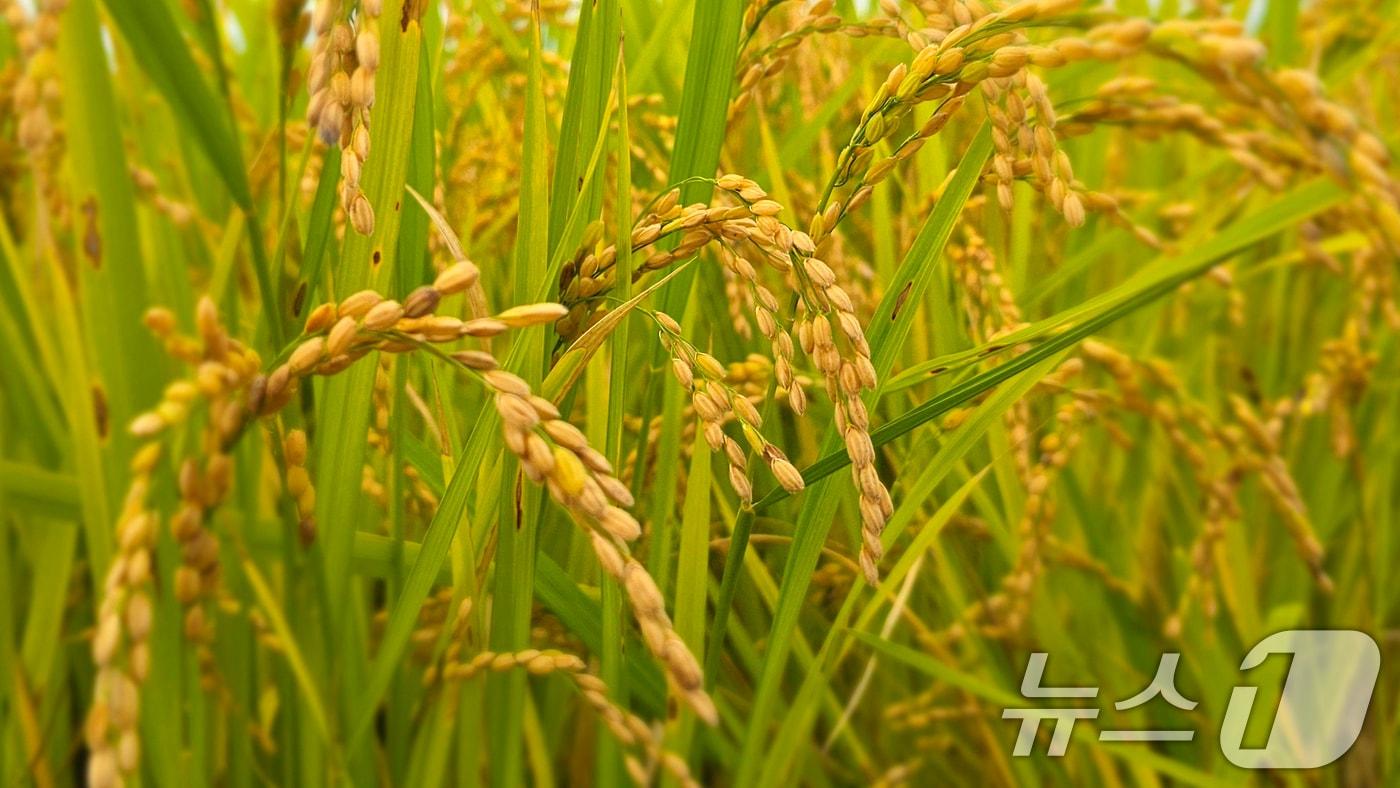 벼가 익어가는 모습. &#40;사진은 기사 내용과 무관함&#41; / 뉴스1 ⓒ News1 최창호 기자