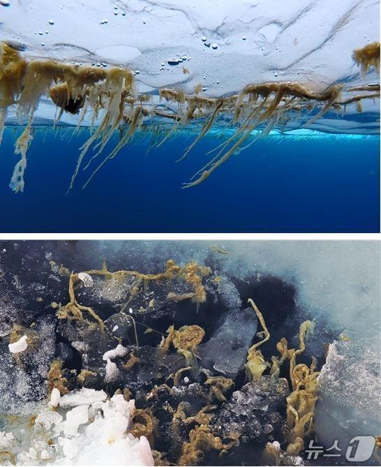 본문 이미지 - 북극 해빙 바닥에 붙어 있는 해빙미세조류(위쪽)와 해빙이 녹은 후 바다로 떨어져 나간 해빙미세조류(극지연구소 제공)