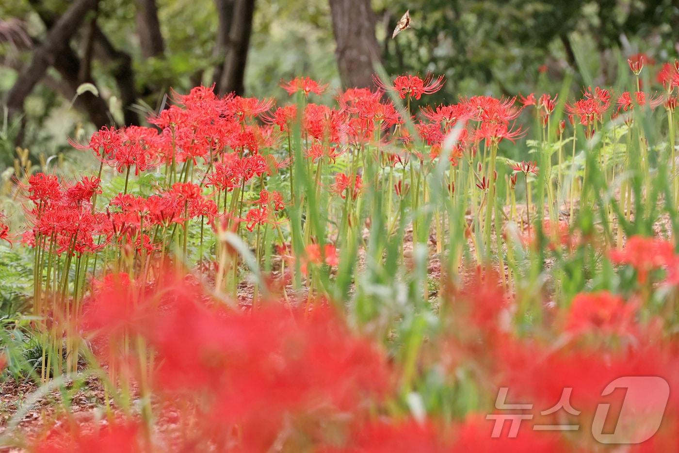 전북 임실군 옥정호 붕어섬에 가을이 찾아 오면서 꽃무릇이 만개를 하고 있다.&#40;임실군제공. 재판매 및 DB&#41;2025.9.23/뉴스1 ⓒ News1 김동규 기자
