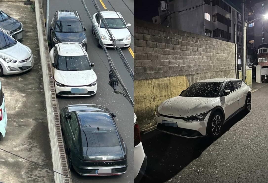 본문 이미지 - (보배드림 갈무리)