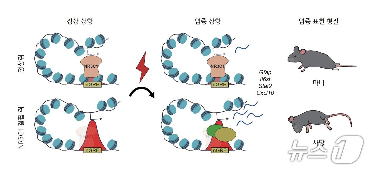  NR3C1 유전자의 면역 반응 억제 모식도(KAIST 제공) /뉴스1