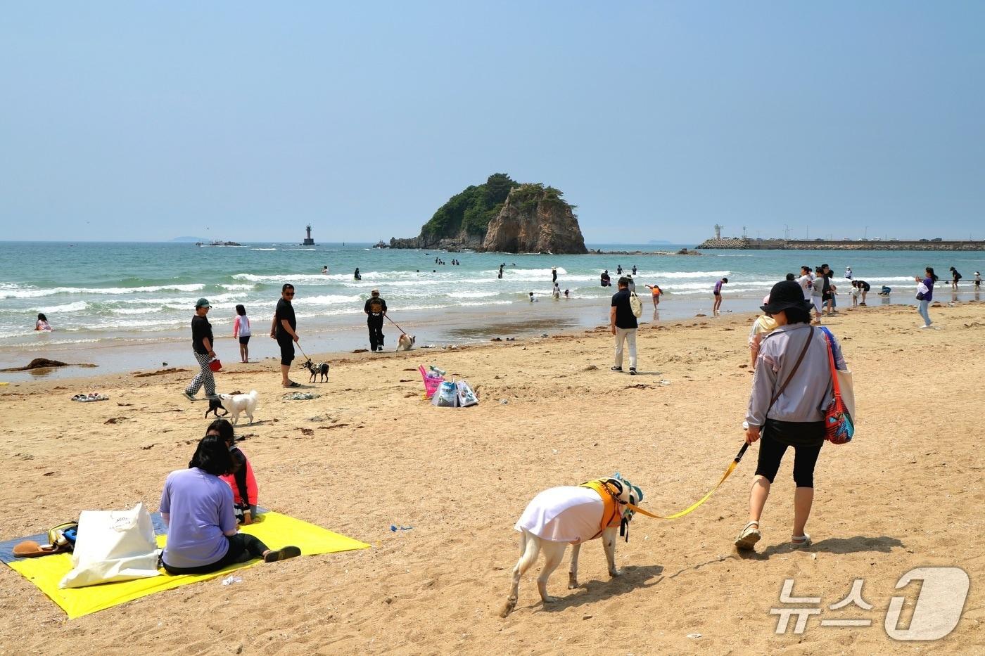 태안 해수욕장을 찾은 반려인과 반려견들 모습&#40;태안군 제공. 재판매 및 DB금지&#41;2025.9.24/뉴스1