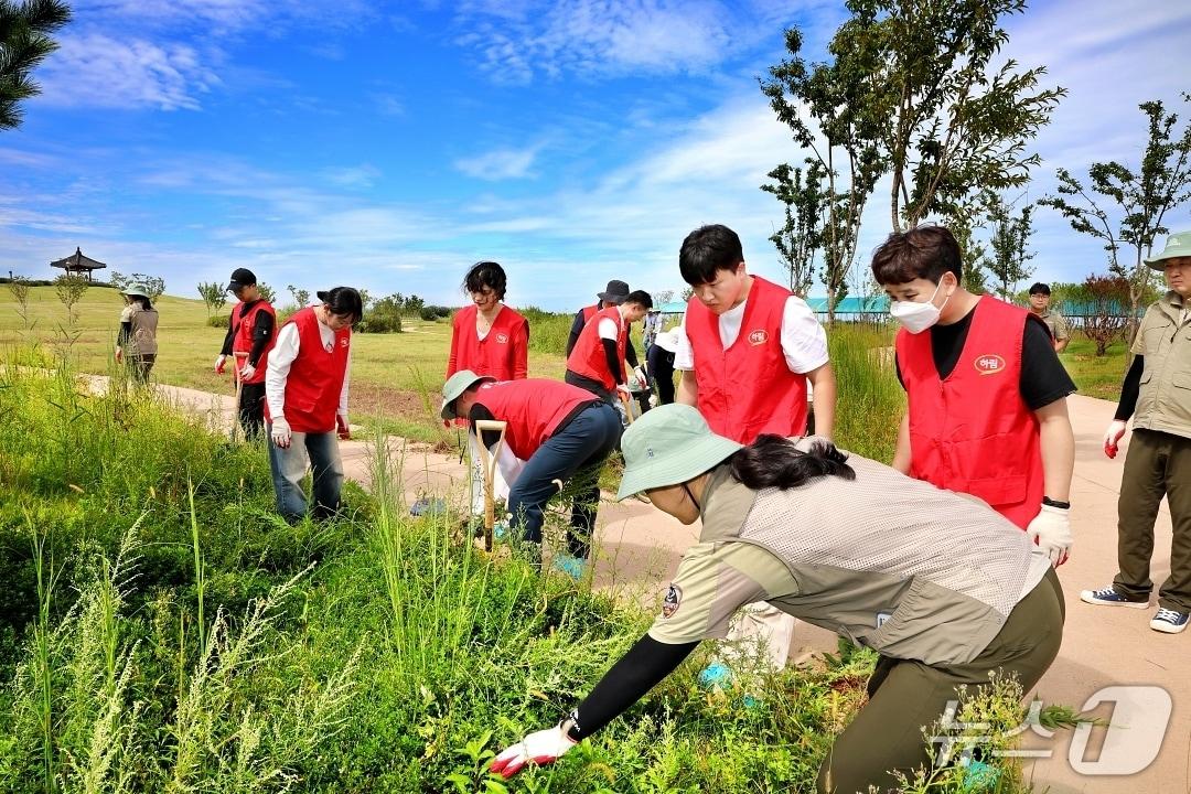 본문 이미지 - 하림 임직원들이 23일 새만금환경생태단지에서 생태계 교란 식물인 양미역취의 특징과 제거 방법에 대한 설명을 들으며 제거 작업을 하고 있다.&#40;하림 제공. 재판매 및 DB 금지&#41;