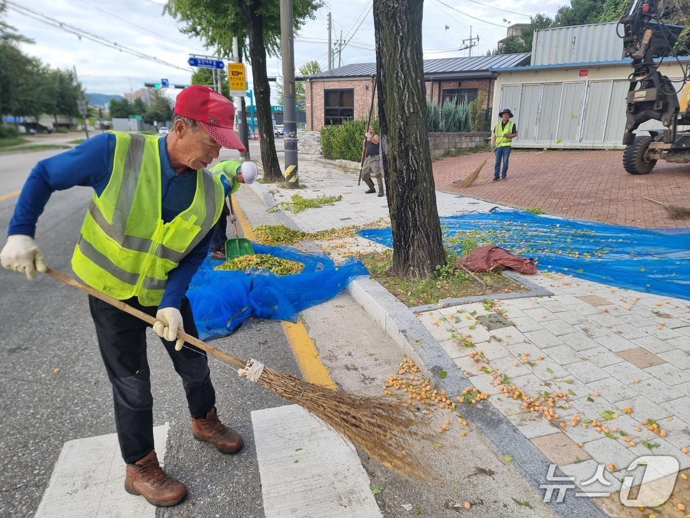 본문 이미지 - 춘천 일대 은행나무 열매 조기채취하는 작업자들.(춘천시 제공, 재판매 및 DB금지)