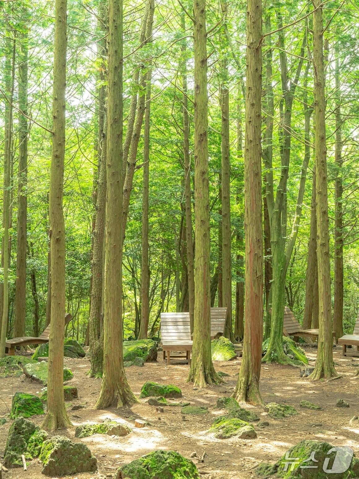 본문 이미지 - 서귀포 치유의 숲(제주관광공사 제공, 재판매 및 DB 금지).