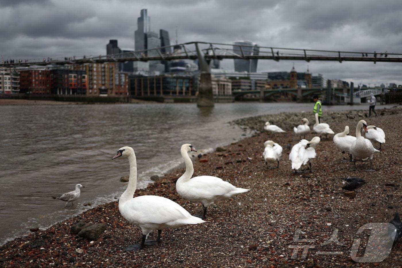 백조들이 영국 런던 템스강변에서 휴식을 취하고 있다. 2023.07.27. ⓒ AFP=뉴스1 ⓒ News1 윤다정 기자