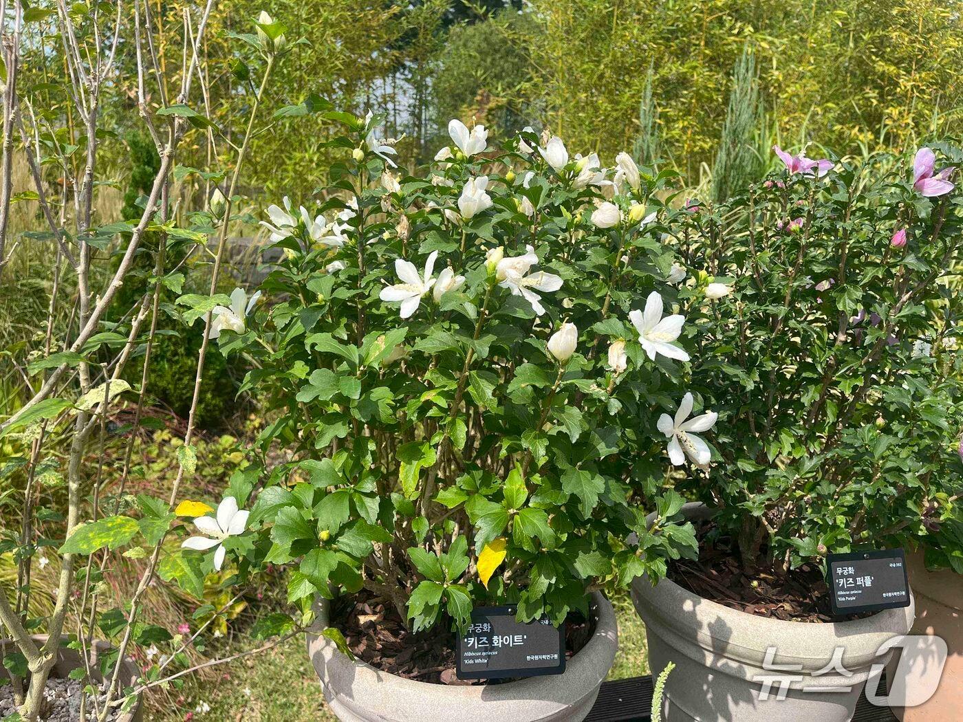 본문 이미지 - 무궁화 &#39;키즈 화이트&#39;&#40;원자력연 제공&#41; /뉴스1