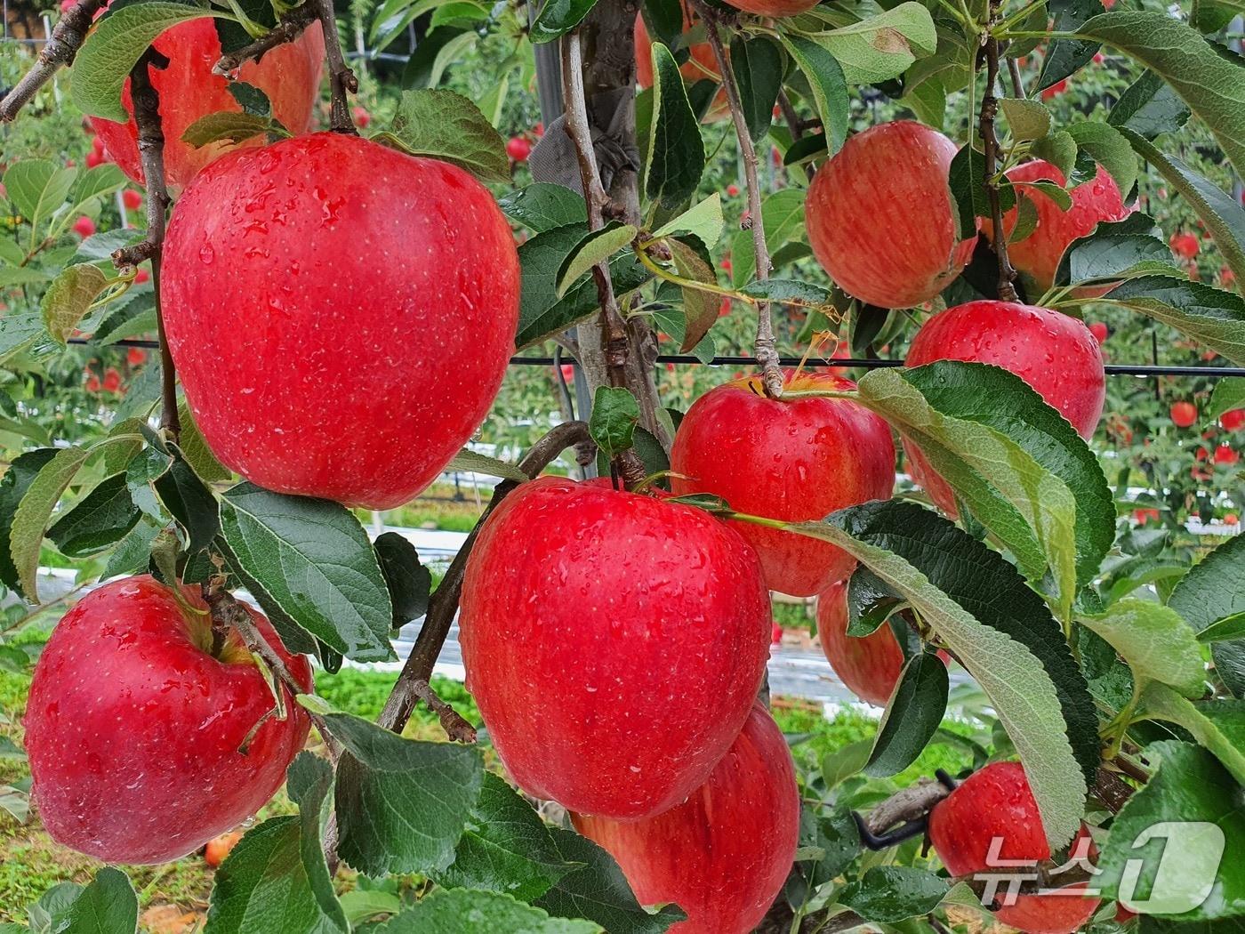 본문 이미지 - 함양 사과&#40;함양군 제공. 재판매 및 DB금지&#41;