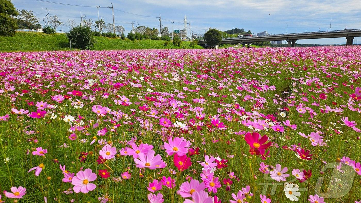 25일 전남 나주 영산강 둔치에 조성된 코스모스 꽃단지가 가을 하늘과 어우러져 장관을 이루고 있다.&#40;나주시 제공, 재배포 및 DB 금지&#41;2025.9.25/뉴스1