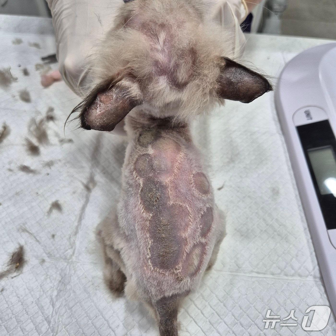 본문 이미지 - 지난 24일 김해의 한 아파트에 차려진 불법 번식장에서 구조된 고양이.(부산동물사랑길고양이보호연대 제공. 재판매 및 DB금지)