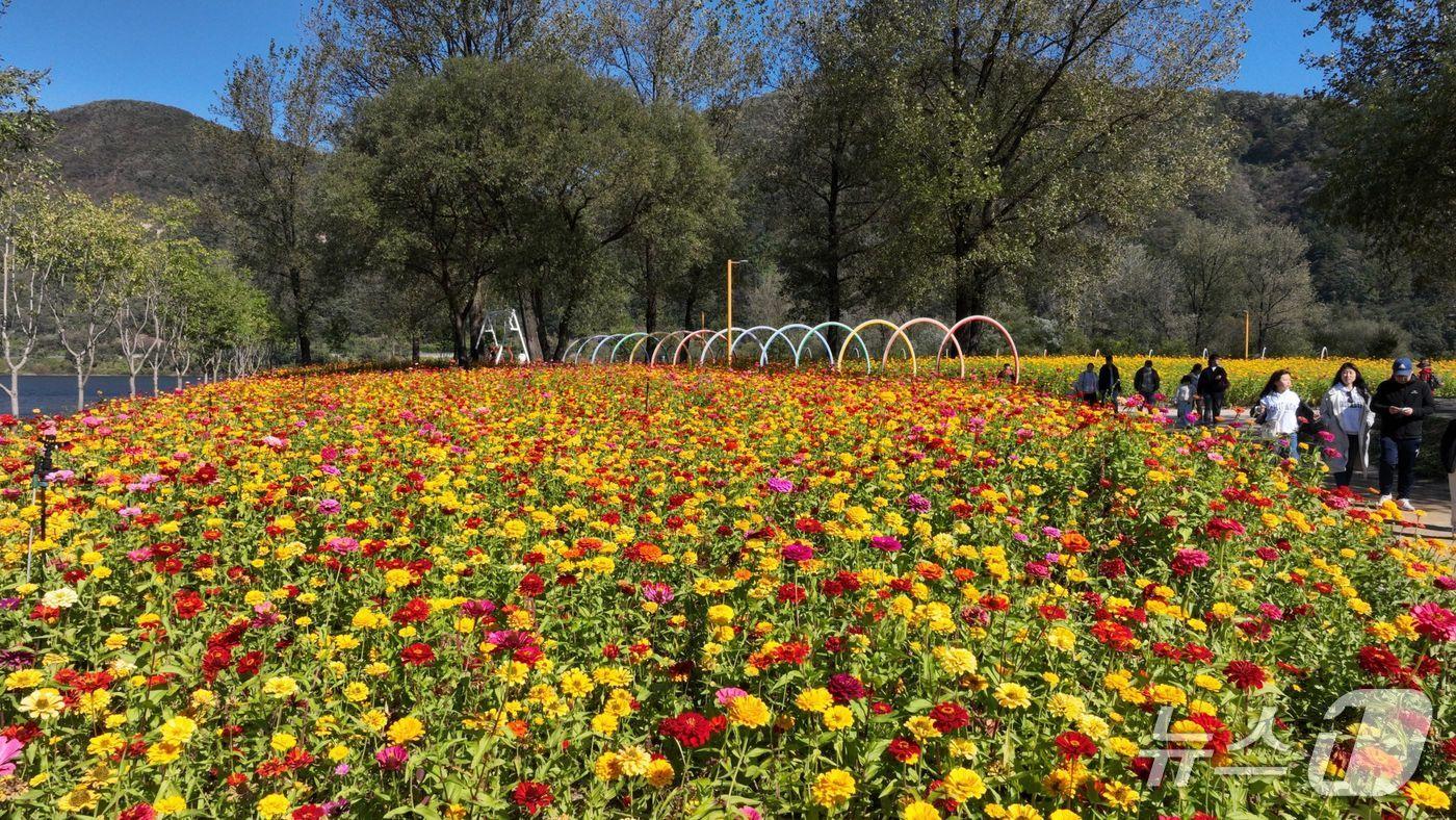 경기 가평군 자라섬 남도 꽃 페스타&#40;가평군 제공. 재판매 및 DB 금지&#41;/뉴스1 