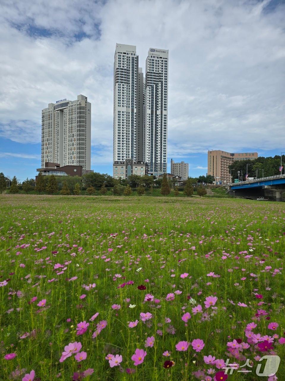 본문 이미지 - 코스모스로 물든 여주시민공원(여주시 제공. 재판매 및 DB 금지)/뉴스1 