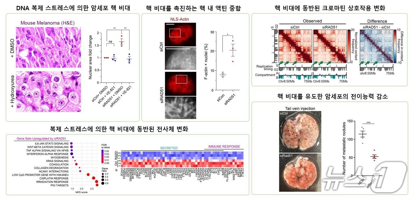 암세포 핵 비대현상이 유도되는 기전과 세포 생리에 미치는 영향(KAIST 제공) /뉴스1
