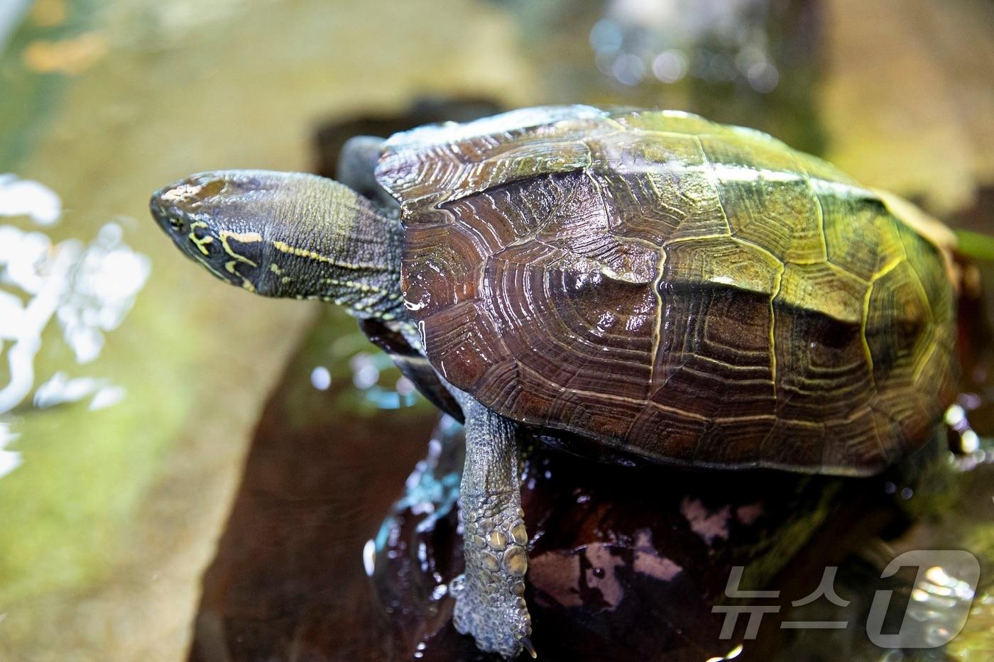 월출산 깃대종 천연기념물 남생이&#40;영암군 제공. 재판매 및 DB금지&#41; /뉴스1 