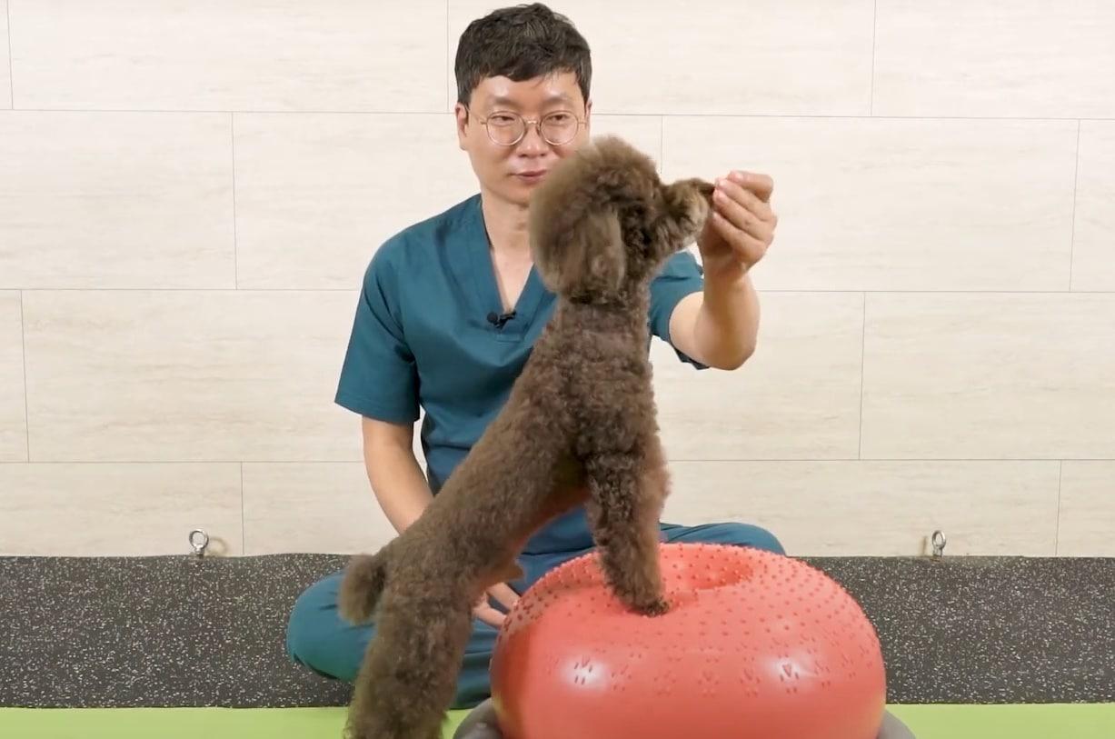 본문 이미지 - 김석중 24시센트럴동물메디컬센터 대표원장이 짐볼을 이용한 반려견 홈트레이닝 영상 강의를 하는 모습&#40;병원 제공&#41; ⓒ 뉴스1