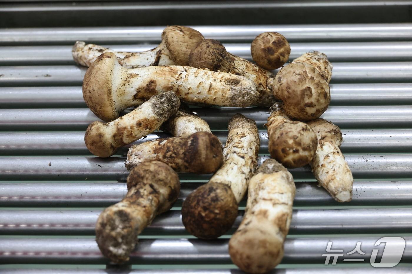 양양 송이.&#40;양양군 제공, 재판매 및 DB 금지&#41;