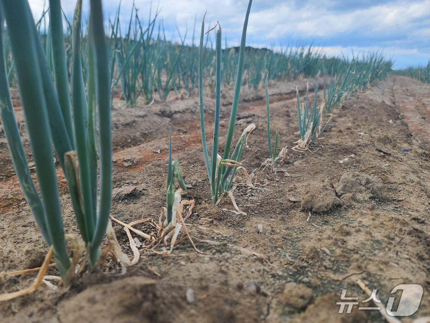 본문 이미지 - 가뭄으로 말라버린 강릉지역 파 농가.&#40;뉴스1 DB&#41; 