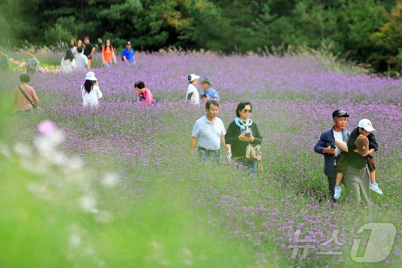 인제군 북면 용대 관광지 일원에서 열린 &#39;가을꽃 축제&#39;에 방문한 관광객들이 꽃구경을 하고 있다.&#40;인제군 제공. 재판매 및 DB금지&#41;/ 2025.9.27/뉴스1 ⓒ News1 이종재 기자