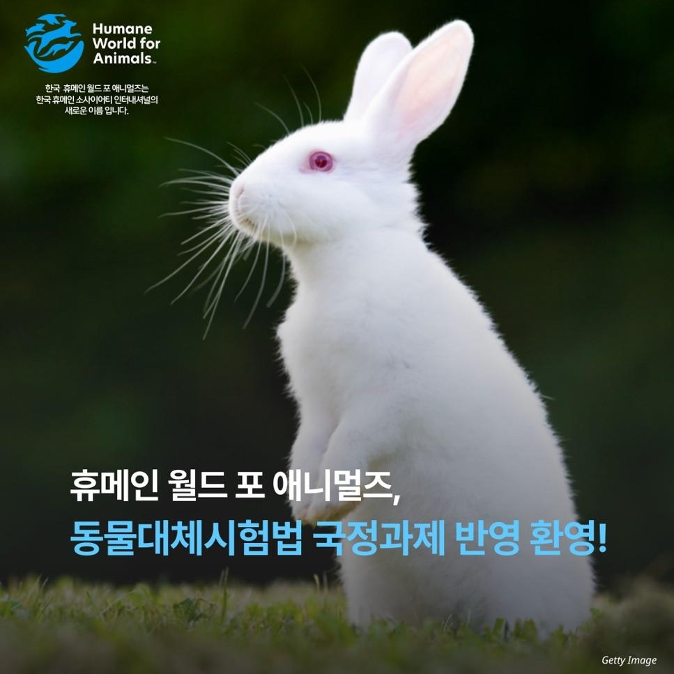 본문 이미지 - 휴메인 월드 포 애니멀즈 제공 ⓒ 뉴스1