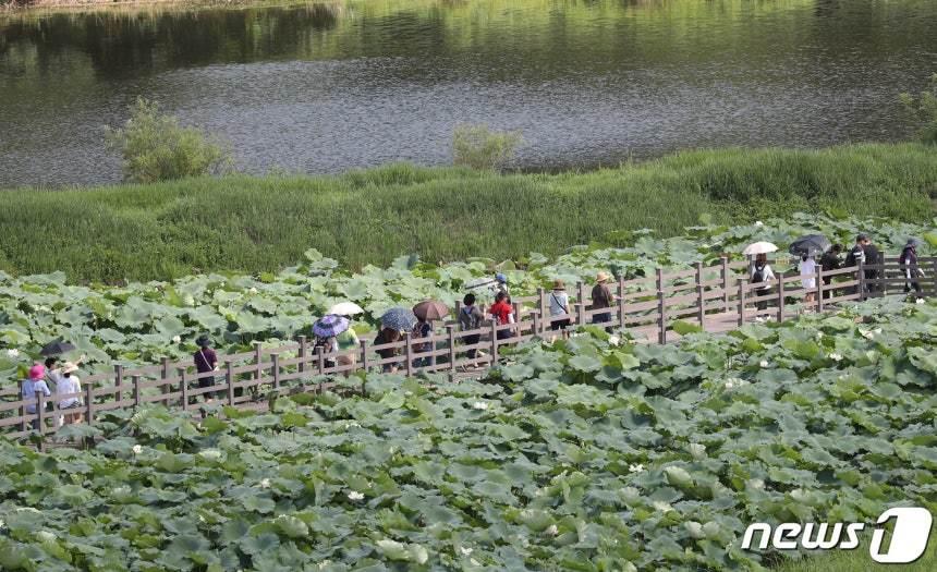 본문 이미지 - 회야강 생태습지. /뉴스1 DB