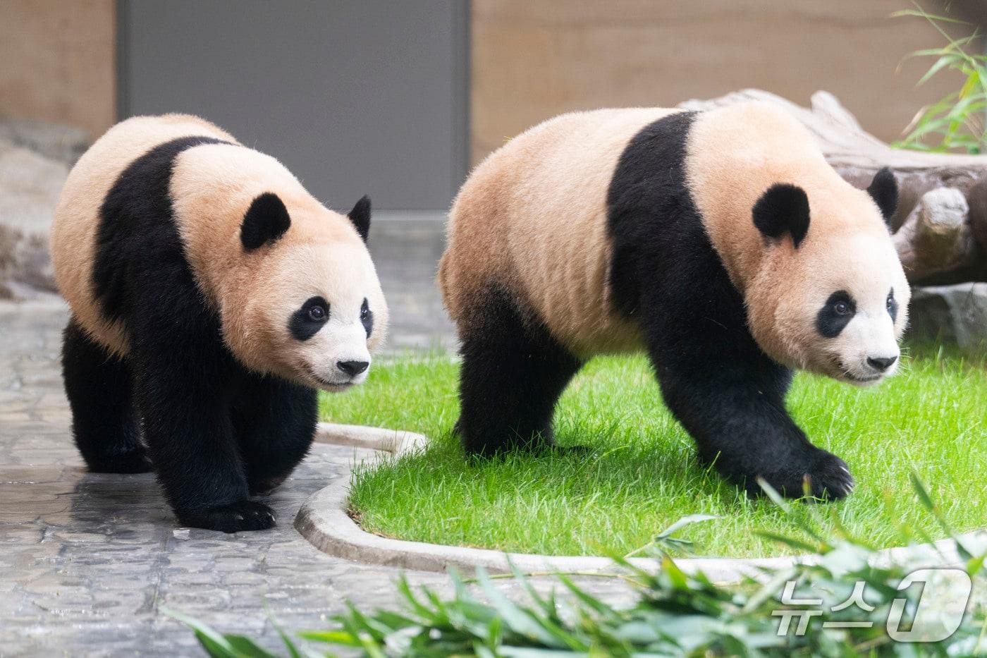 판다 세컨하우스에서 지내는 쌍둥이 판다 후이바오&#40;왼쪽&#41;, 루이바오&#40;에버랜드 제공&#41;