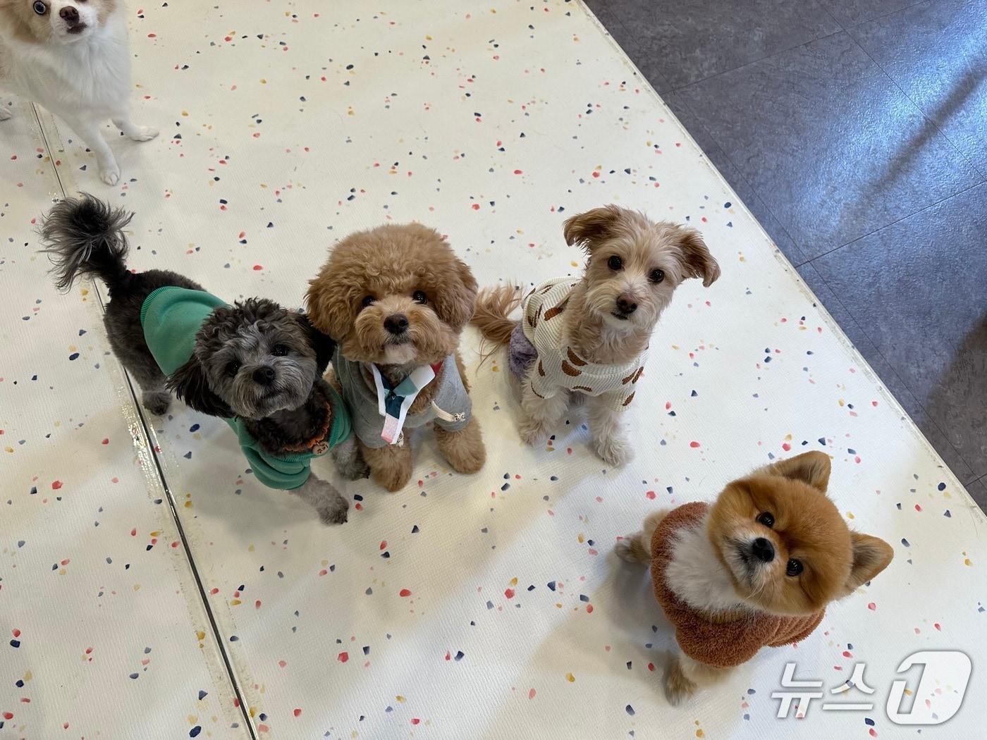 본문 이미지 - 펫 위탁소 반려동물들.(서울시 제공)