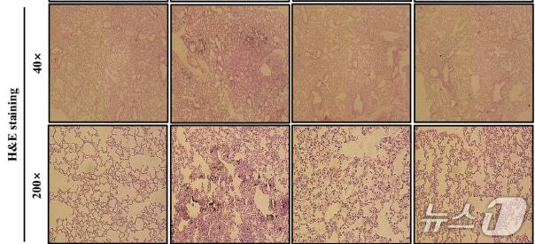 본문 이미지 - 감국·감태 복합추출물 섭취 후 마우스 폐 손상회복(해양수산부 제공)