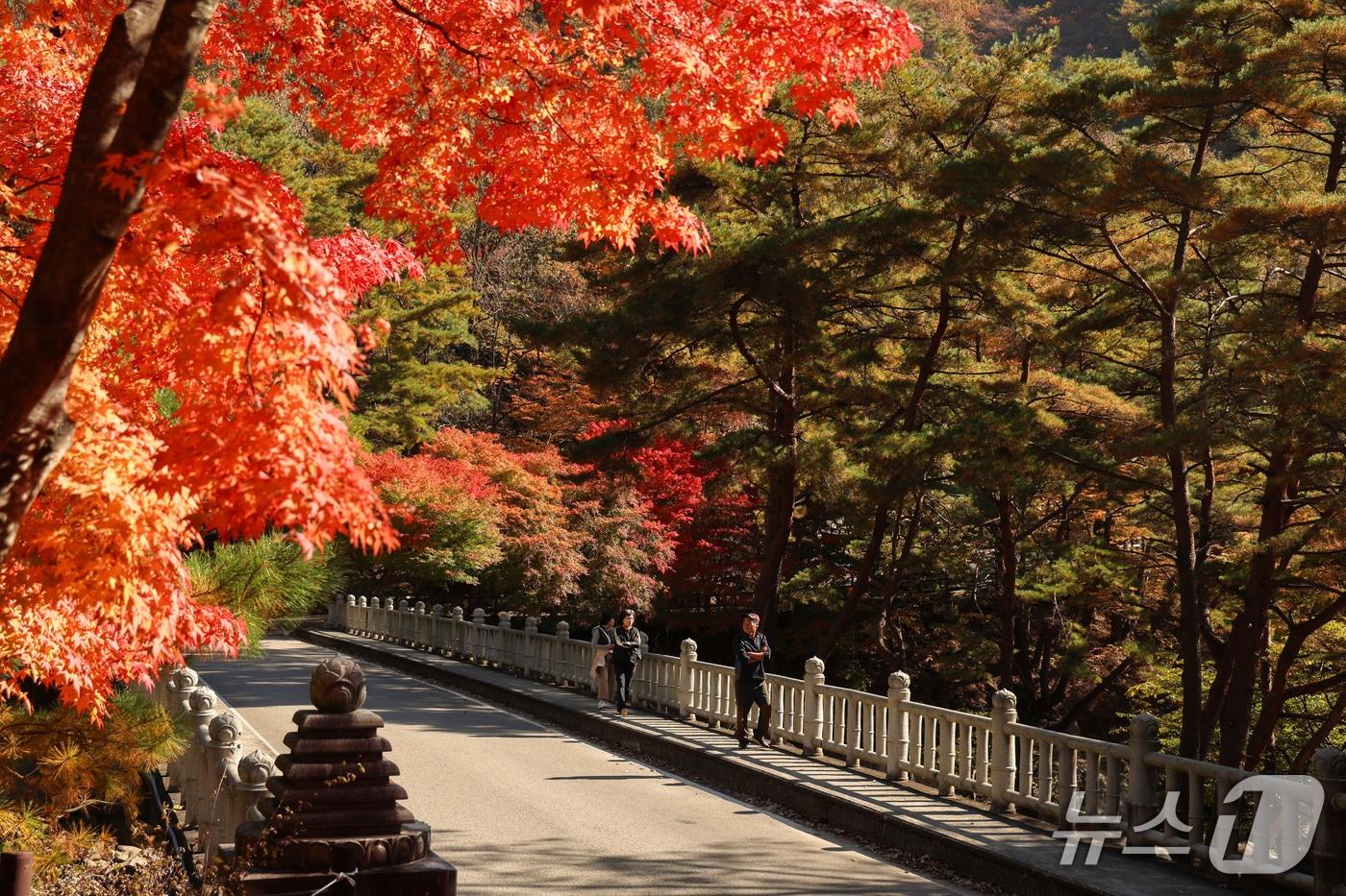 산청 대원사 계곡 단풍길&#40;산청군 제공. 재판매 및 DB금지&#41;.