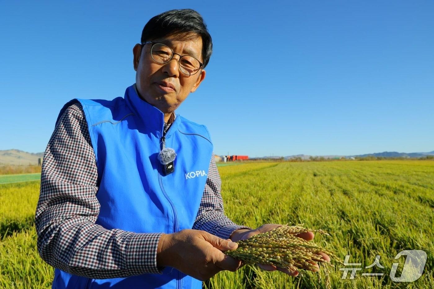 몽골에서 수확기를 맞은 진부올벼. 오명규 KOPIA몽골센터 소장이 수확한 진부올벼를 내보이고 있다. &#40;농진청 제공&#41;