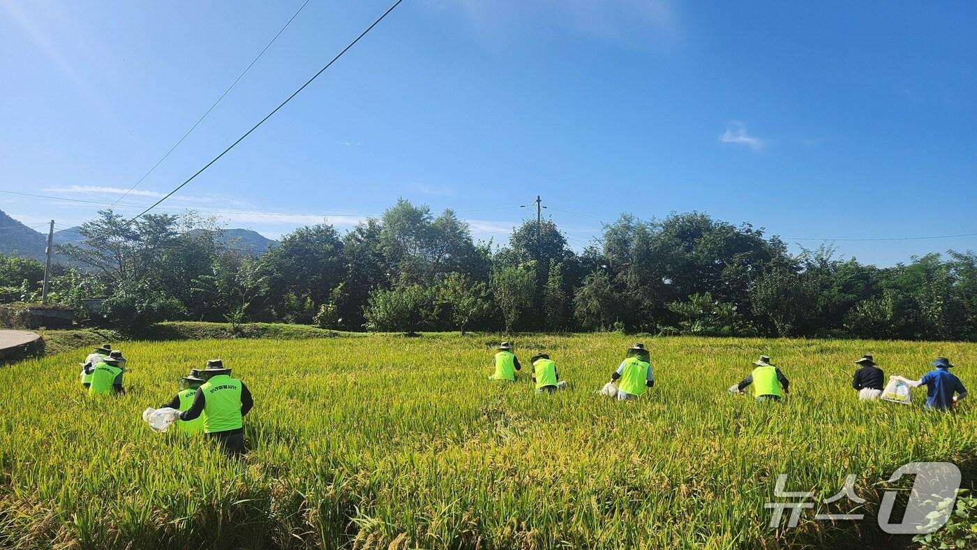 농가 일손 돕기.&#40;농협 강원본부 제공. 재판매 및 DB금지&#41;/뉴스1