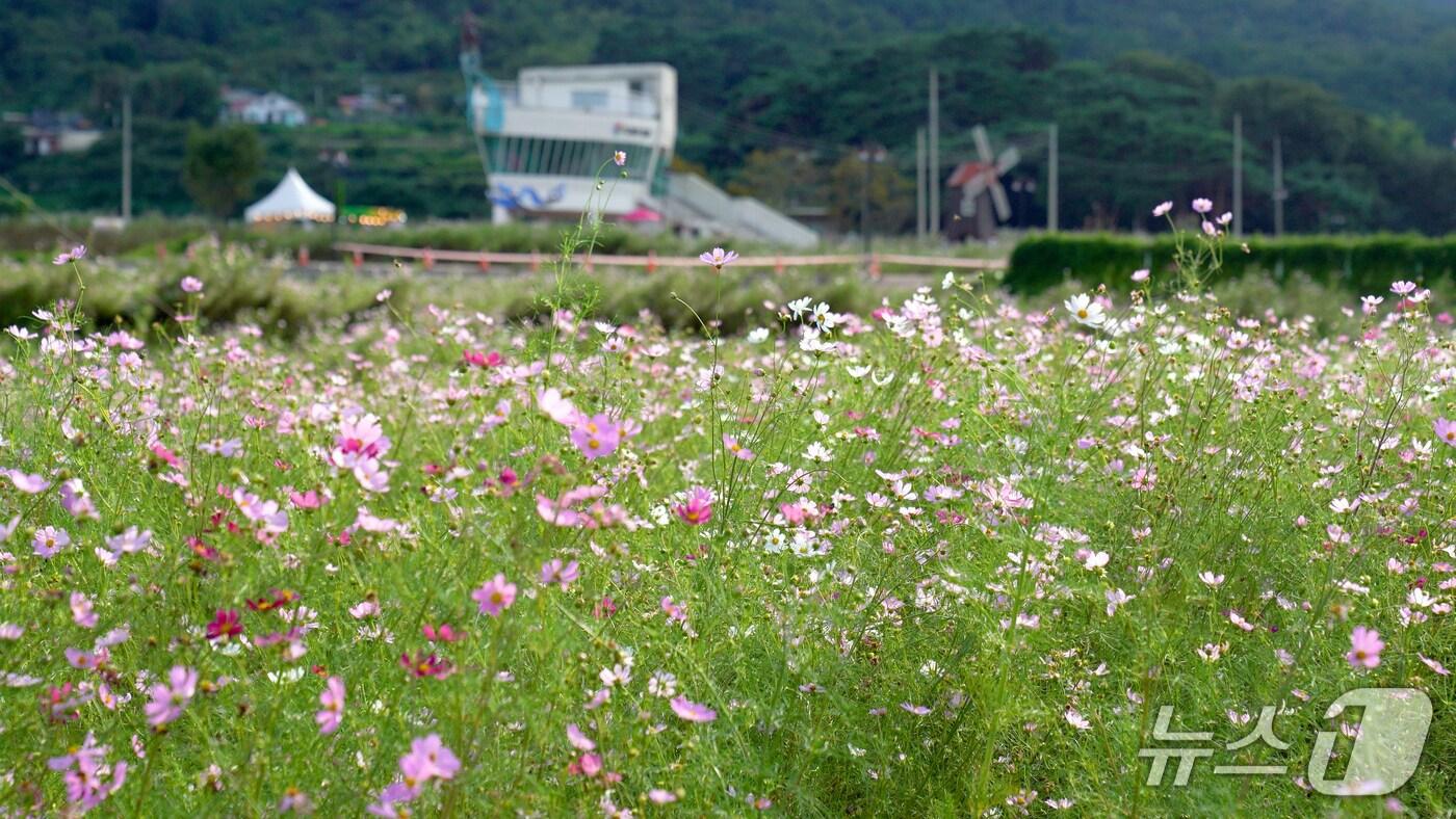 하동 북천 코스모스.(하동군 제공. 재판매 및 DB금지)