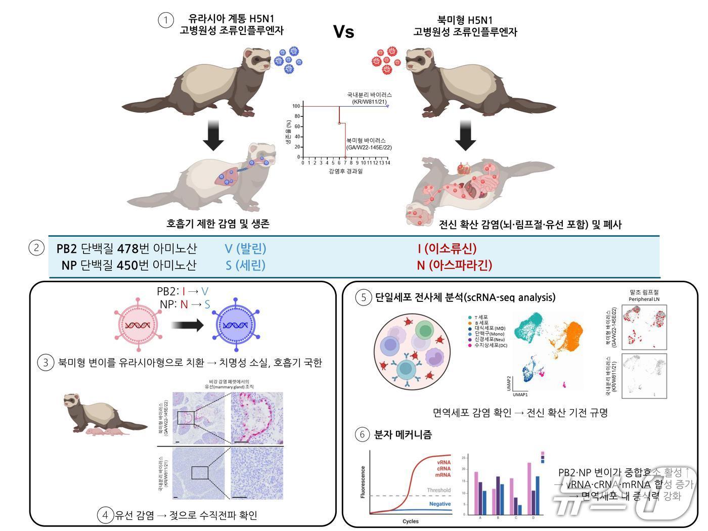 본문 이미지 - 북미형 H5N1 고병원성 조류인플루엔자 바이러스의 포유류 적응성과 전신 확산 기전 규명(IBS 제공) /뉴스1
