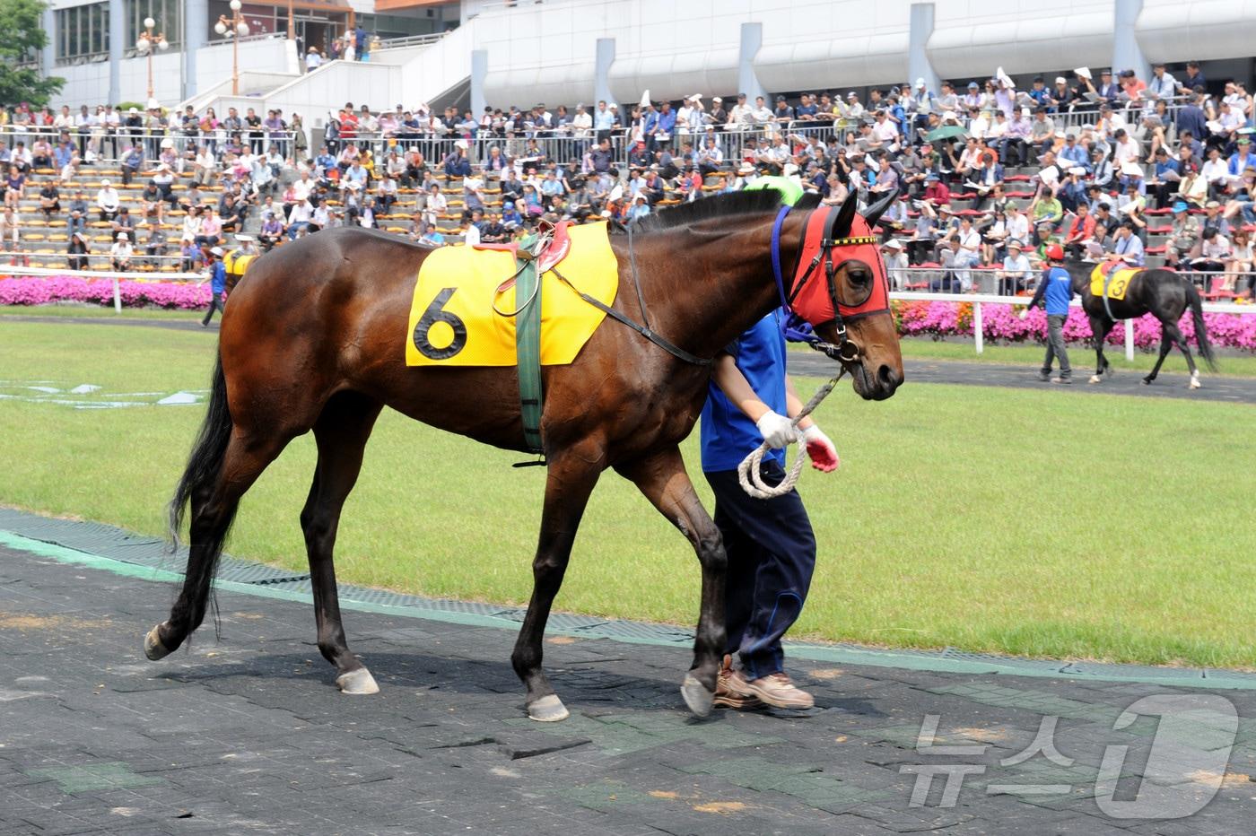 2013년 5월 26일 서울6경주에 출전했던 차밍걸. 당시 11두 중 9위에 그쳤다. &#40;한국마사회 제공&#41;