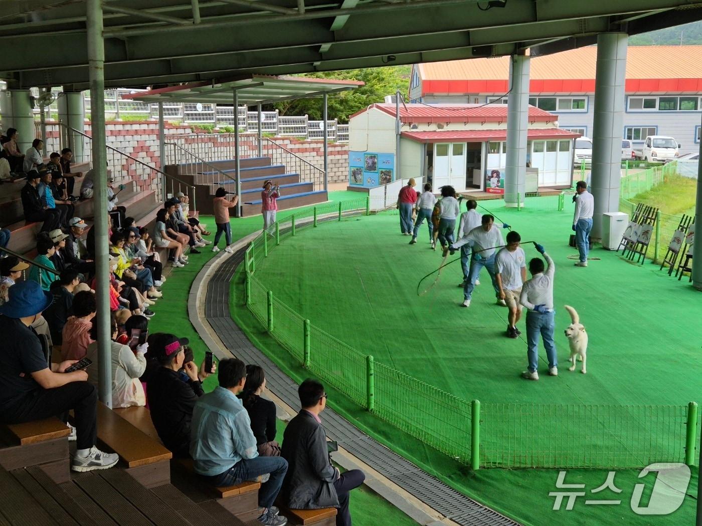 본문 이미지 - 지난해 열린  &#39;진돗개 도그&#40;Dog&#41; 스포츠 특별 공연&#39;장면&#40;진도군 제공, 재판매 및 DB 금지&#41;/뉴스1