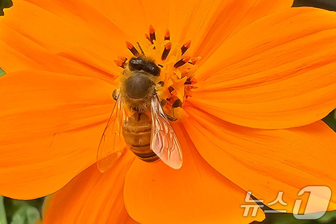 29일 오후 경북 포항시 남구 연일읍 들녘에 있는 황화 코스모스에서 꿀벌 한마리가 꿀을 모으고 있다. 2025.9.29/뉴스1 ⓒ News1 최창호 기자