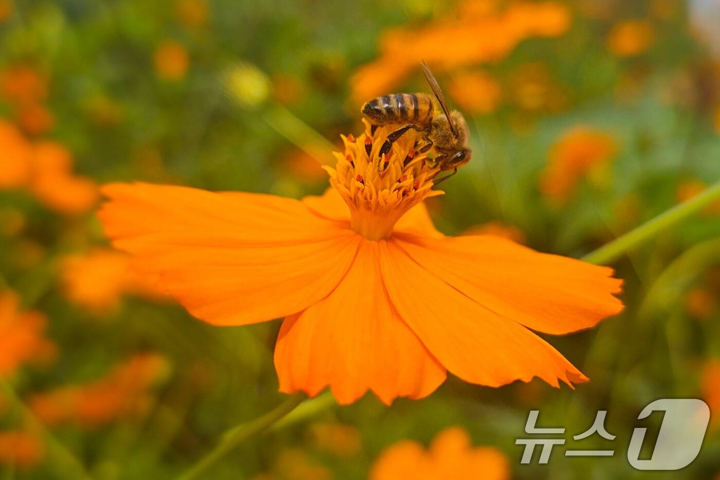 29일 오후 경북 포항시 남구 연일읍 들녘에 있는 황화 코스모스에서 꿀벌 한마리가 꿀을 모으고 있다. 2025.9.29/뉴스1 ⓒ News1 최창호 기자