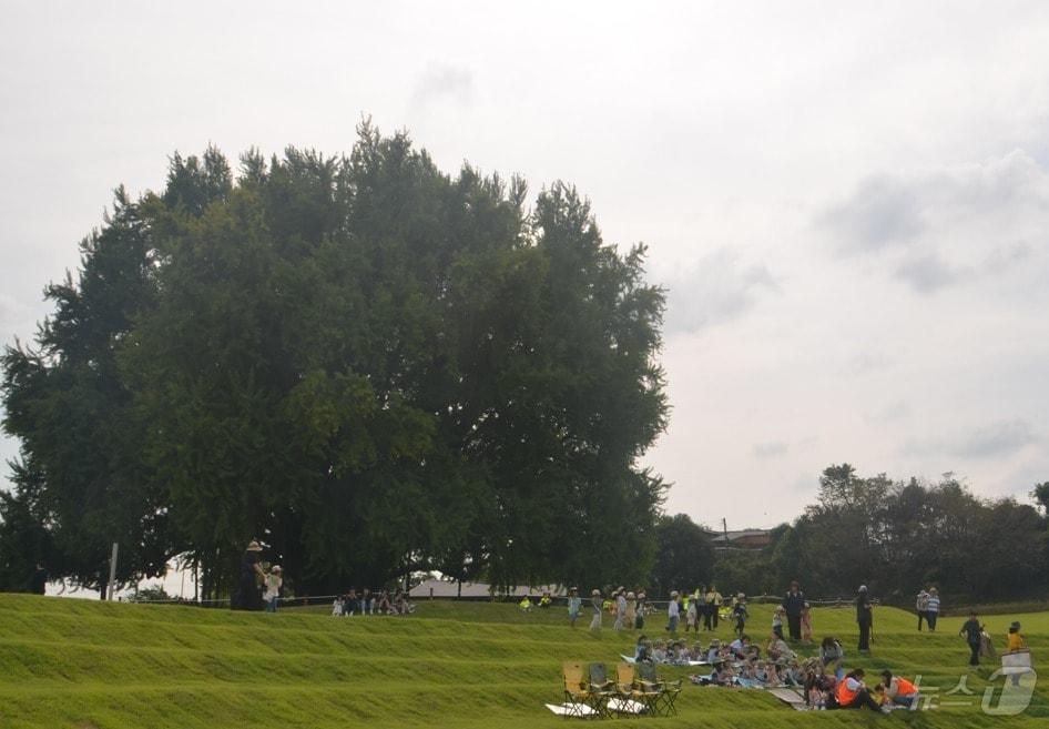 본문 이미지 - 강원 원주시 문막읍 반계리의 은행나무광장의 준공식이 29일 오후 2시 반계리 은행나무 일원에서 열린 가운데, 어린이들이 이날 반계리 은행나무광장 주변에서 야외 활동을 갖고 있다. 2025.9.29/뉴스1 ⓒ News1 신관호 기자