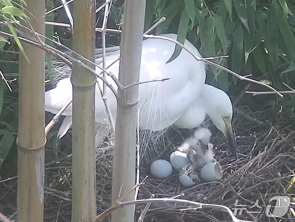 본문 이미지 - 울산 태화강 대숲에서 관찰된 '중백로'의 번식 과정. (울산시 제공. 재판매 및 DB 금지) /뉴스1