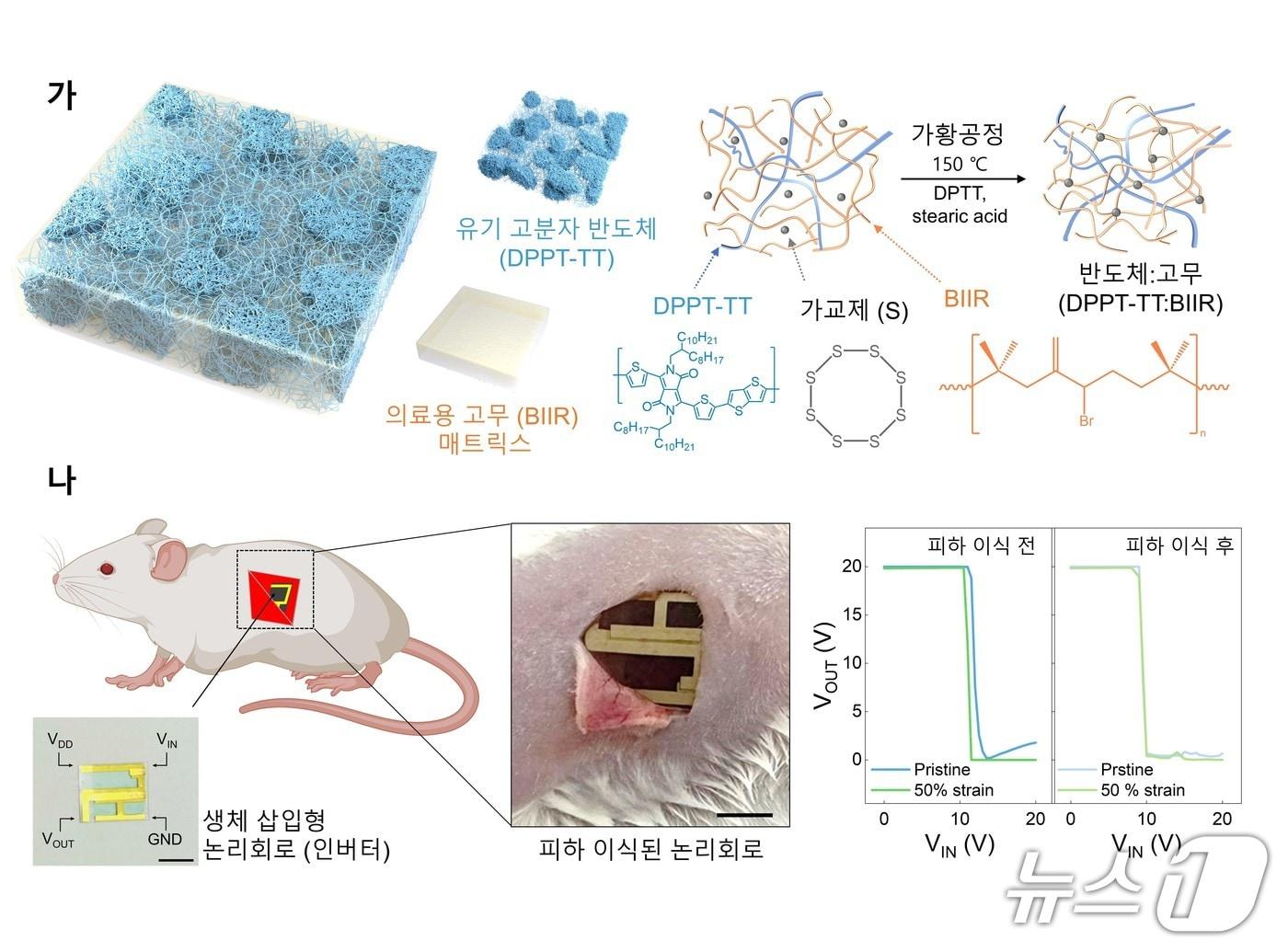 본문 이미지 - 생체삽입형 유연 전자소자용 신축성 반도체 및 논리회로(한국연구재단 제공) /뉴스1