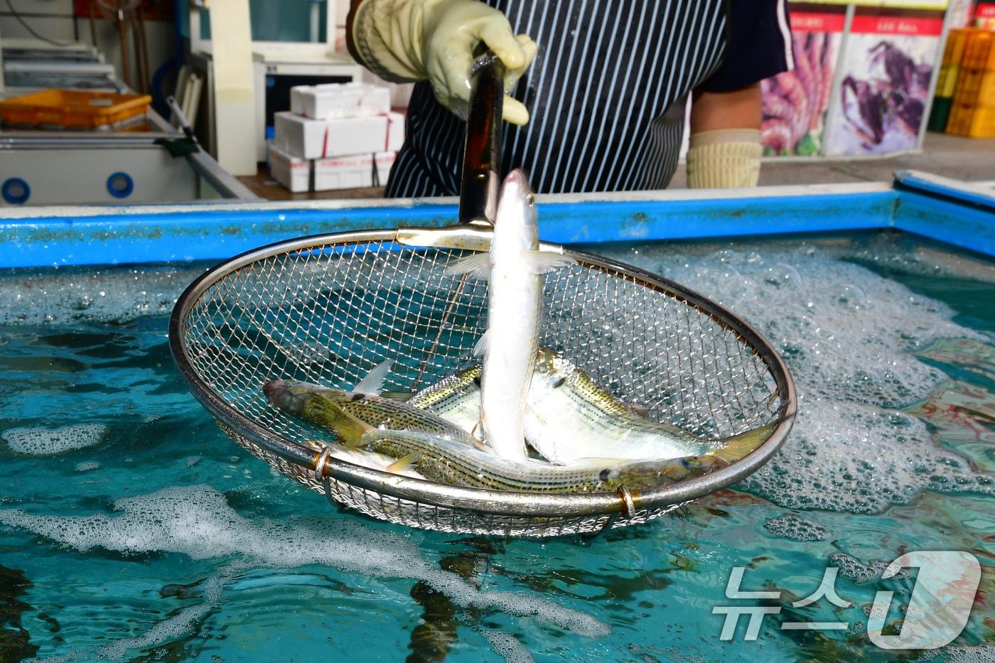 지난 3일 오전 경북 포항시 북구의 한 횟집 수족관에서 주인이 전어를 뜰채에 담아 옮기고 있다. 전어 1kg은 3만 원 선이다. ⓒ News1 최창호 기자