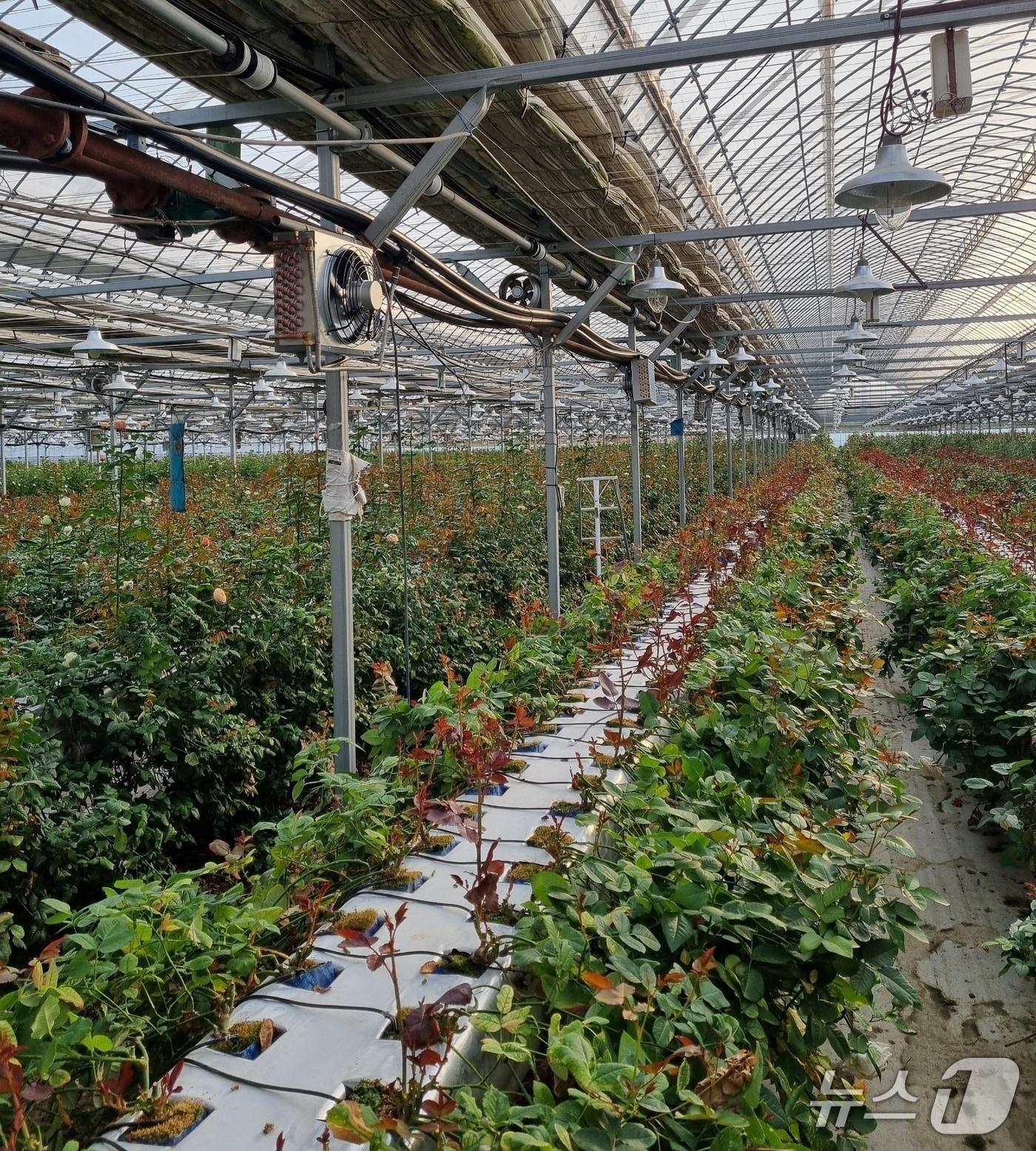 본문 이미지 - 양액 냉각기를 도입한 충북 진천 화훼 농장 모습.(진천군 제공, 재판매 및 DB금지)/뉴스1