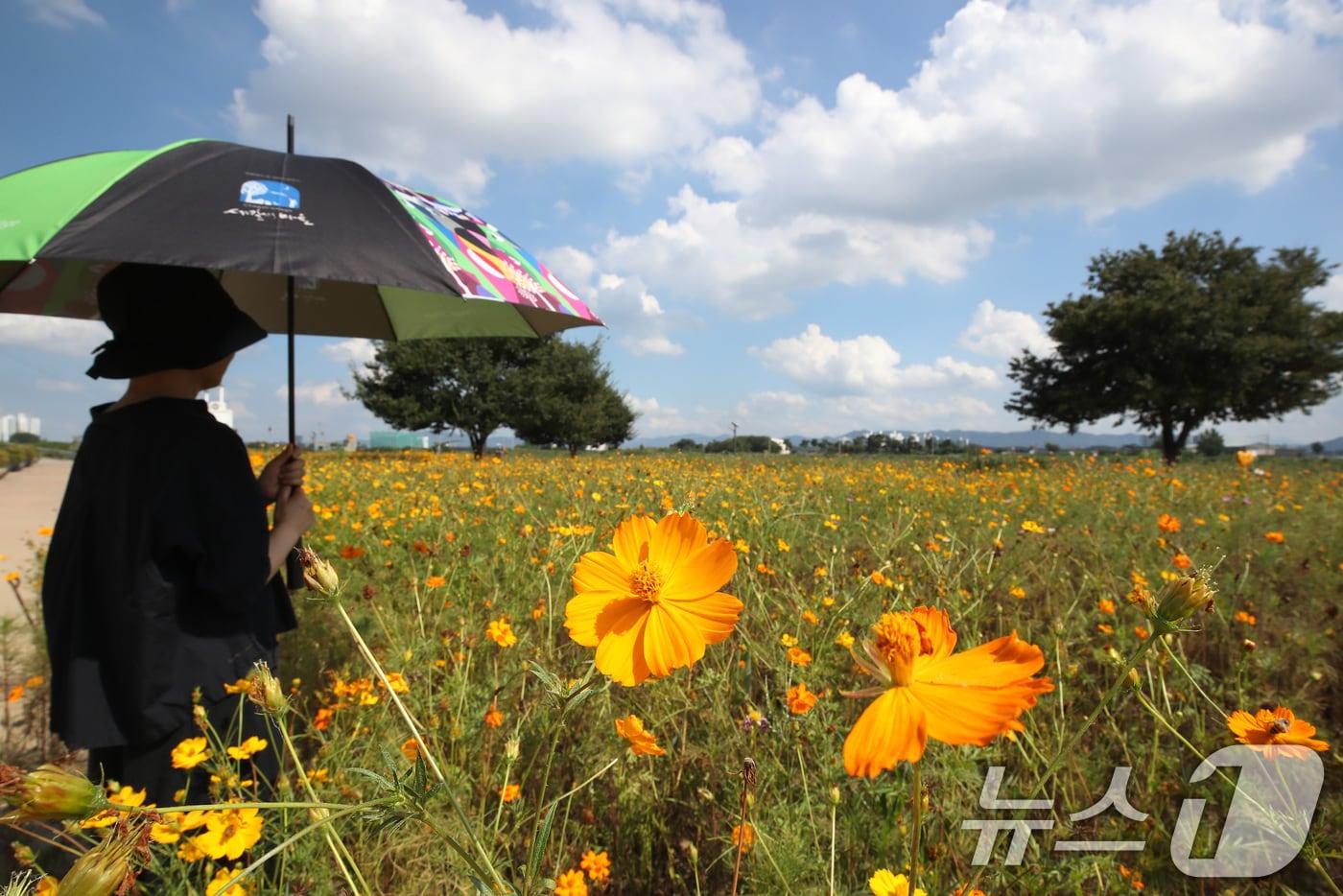 폭염의 기세가 다소 누그러든 3일 오후 경북 경산시 하양읍 금호강 하양경관농업단지에 곱게 핀 코스모스가 가을 소식을 전하고 있다. 2025.9.3/뉴스1 ⓒ News1 공정식 기자