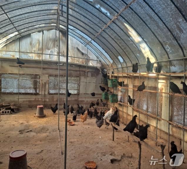 본문 이미지 -  가금농장(여주시 제공.. 재판매 및 DB 금지)/뉴스1