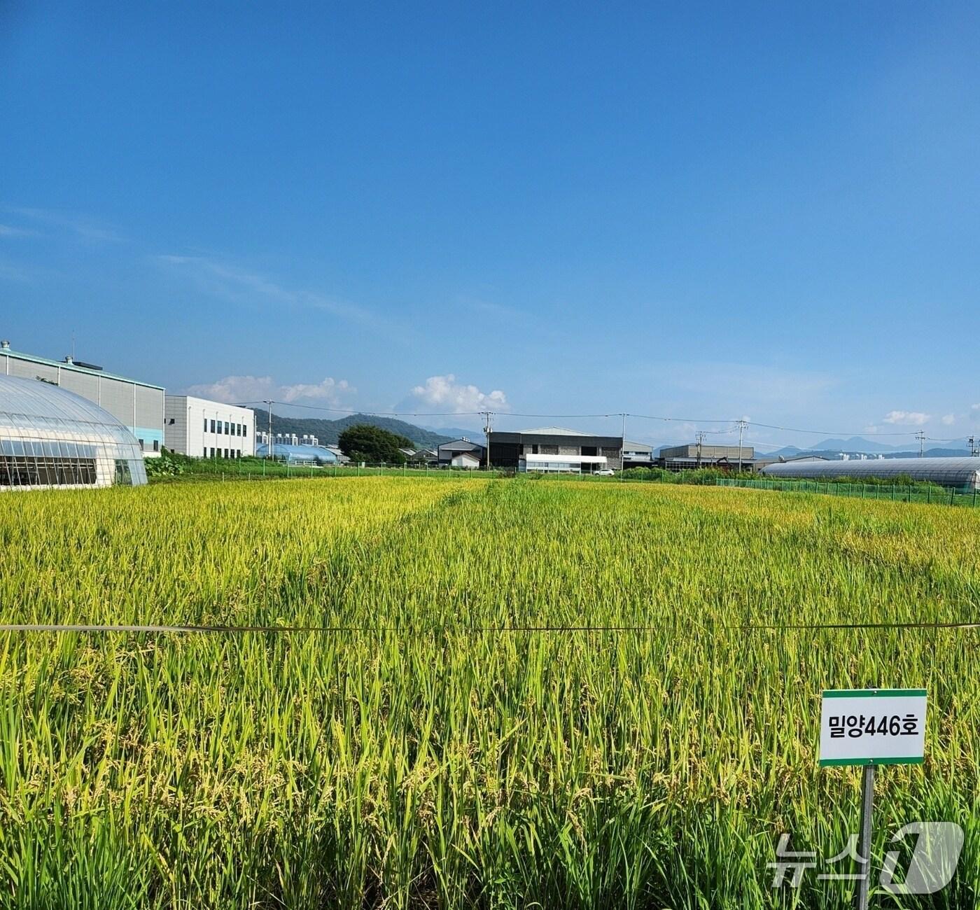 본문 이미지 - 지역 맞춤형 벼 품종 개발에 나서고 있는 밀양시가 3일 시 농업기술센터에서 현장 연시회를 열었다. 사진은 밀양시가 개발 중인 벼 품종 모습.(밀양시 제공. 재판매 및 DB금지)