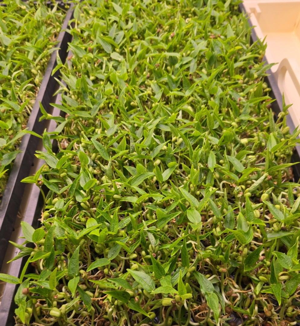 본문 이미지 - 녹두순 (농촌진흥청 제공) 2025.9.3 /뉴스1