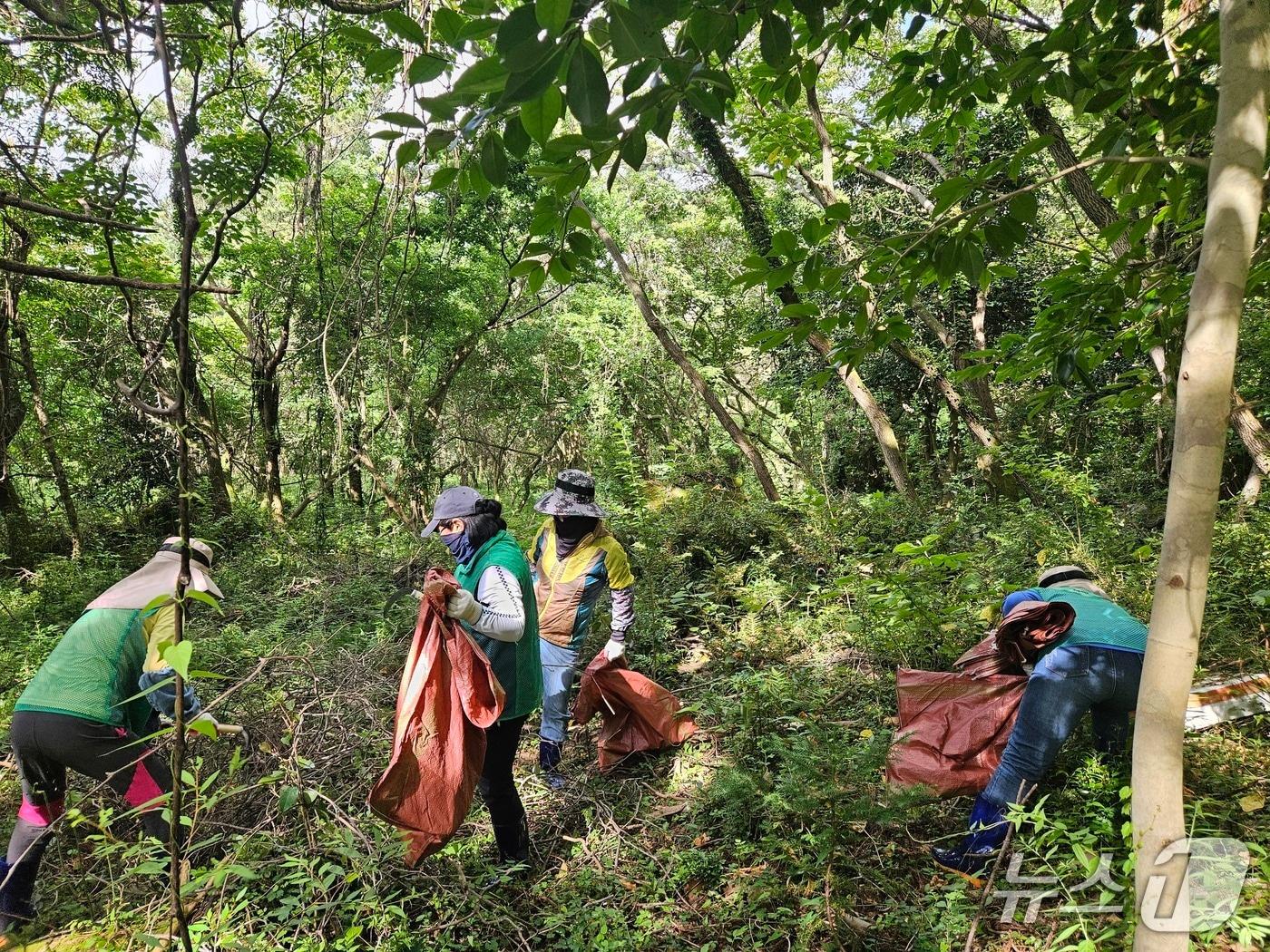 본문 이미지 - 서호동 주민들이 마을목장 잡목을 제거하고 있다(서호마을 제공)/뉴스1