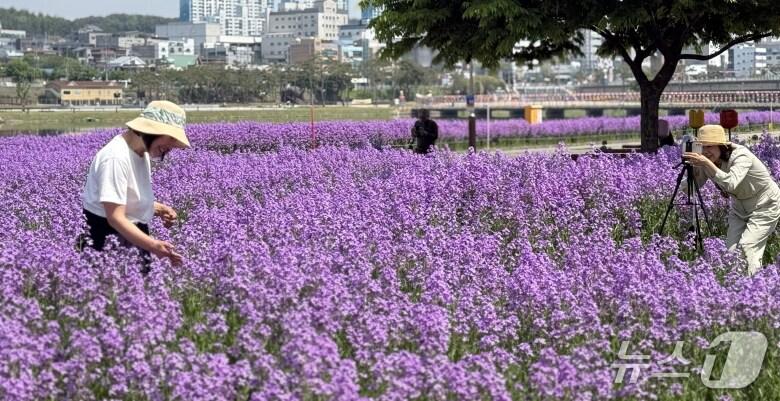 본문 이미지 - 영천시 보라 유채밭.(영천시 제공. 재판매 및 DB금지)/뉴스1
