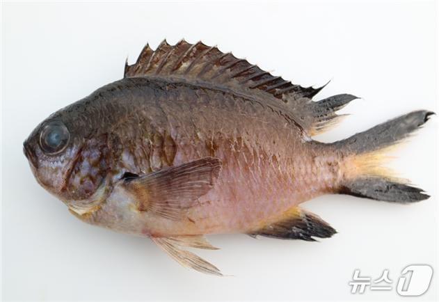 본문 이미지 - 연무자리돔(해양수산부 제공)